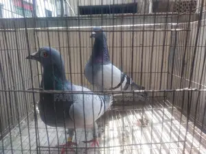 Blue Bar Racer Pair