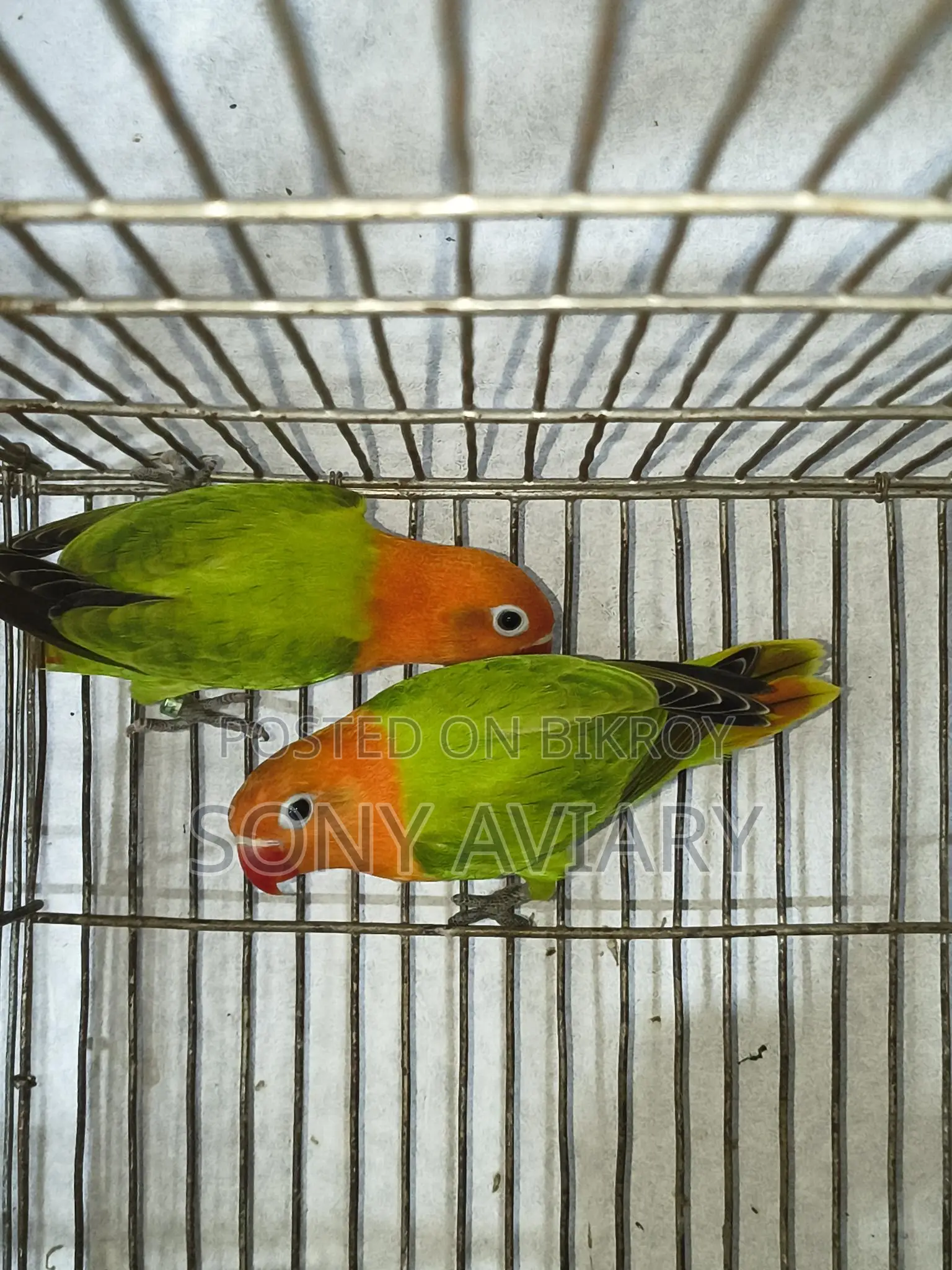 Love Bird Green Opaline