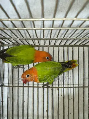 Love Bird Green Opaline