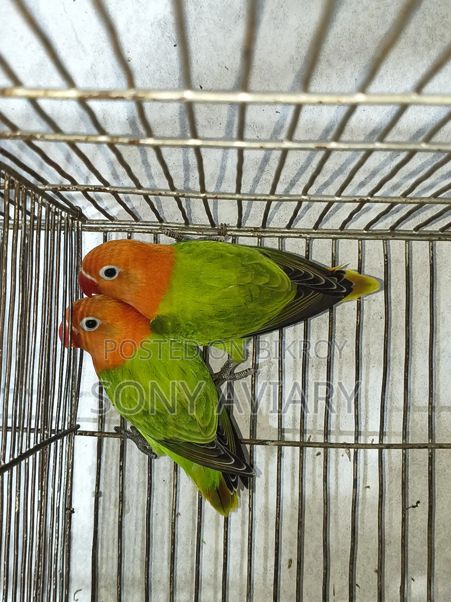 Love Bird Green Opaline