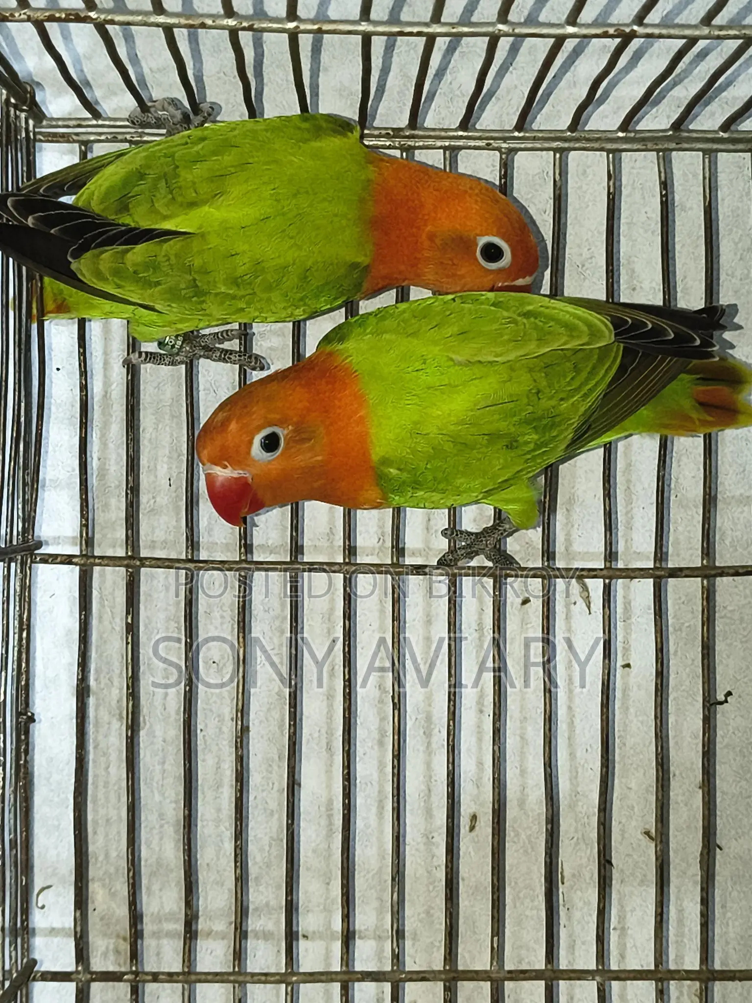Love Bird Green Opaline
