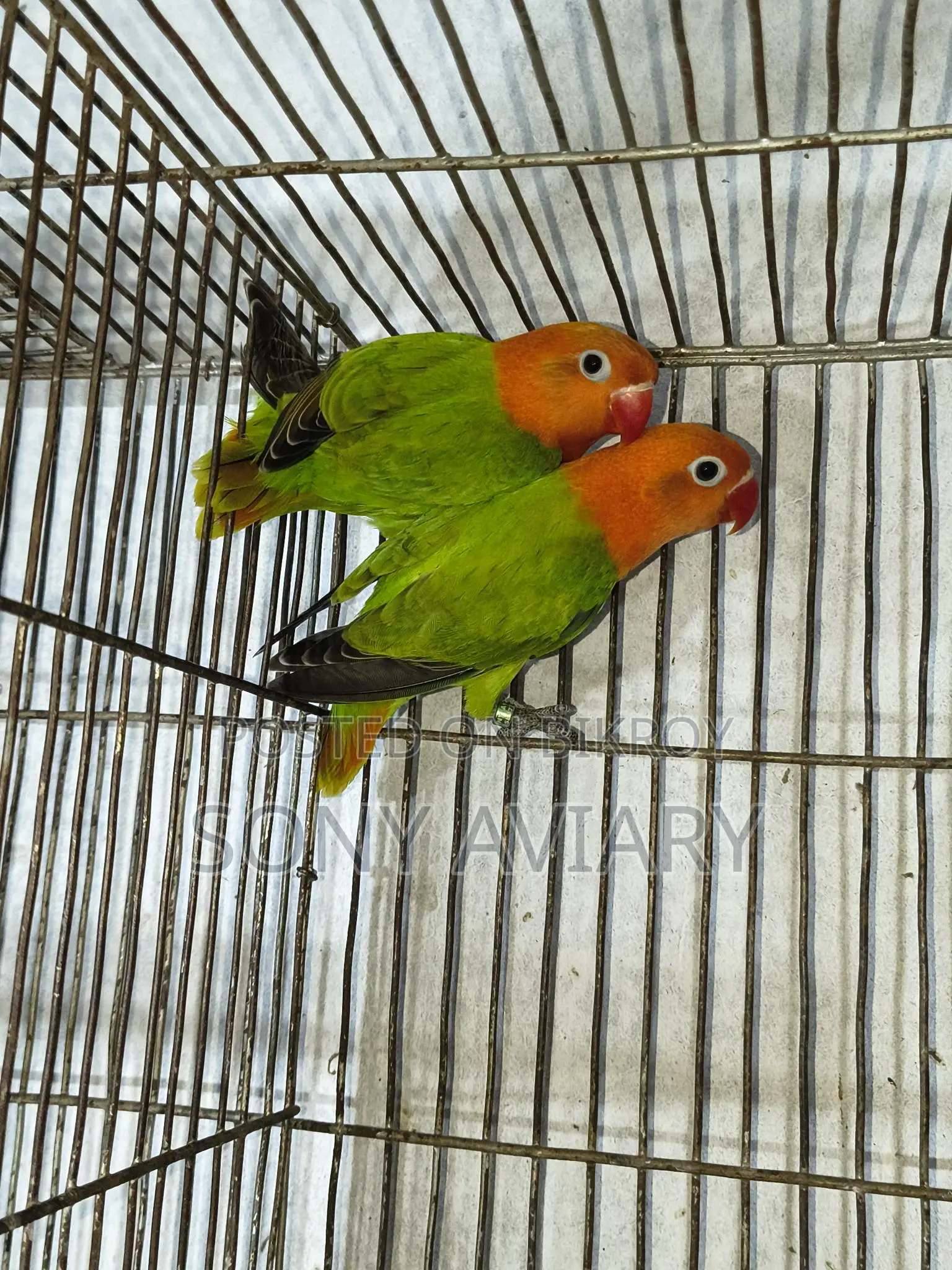 Love Bird Green Opaline
