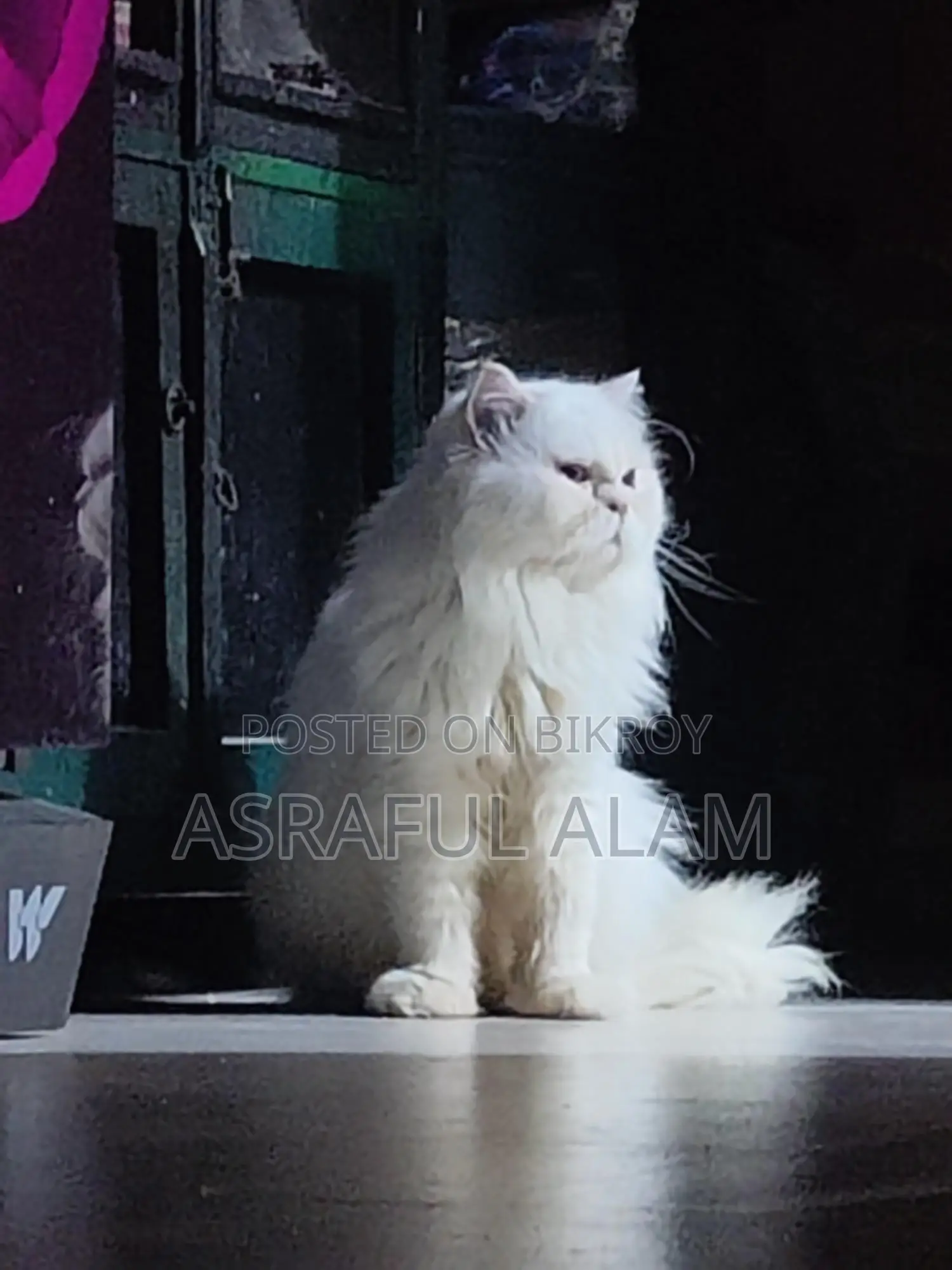 Persian Cat পার্সিয়ান বিড়াল