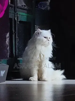 Persian Cat
