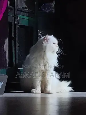 Persian Cat পার্সিয়ান বিড়াল