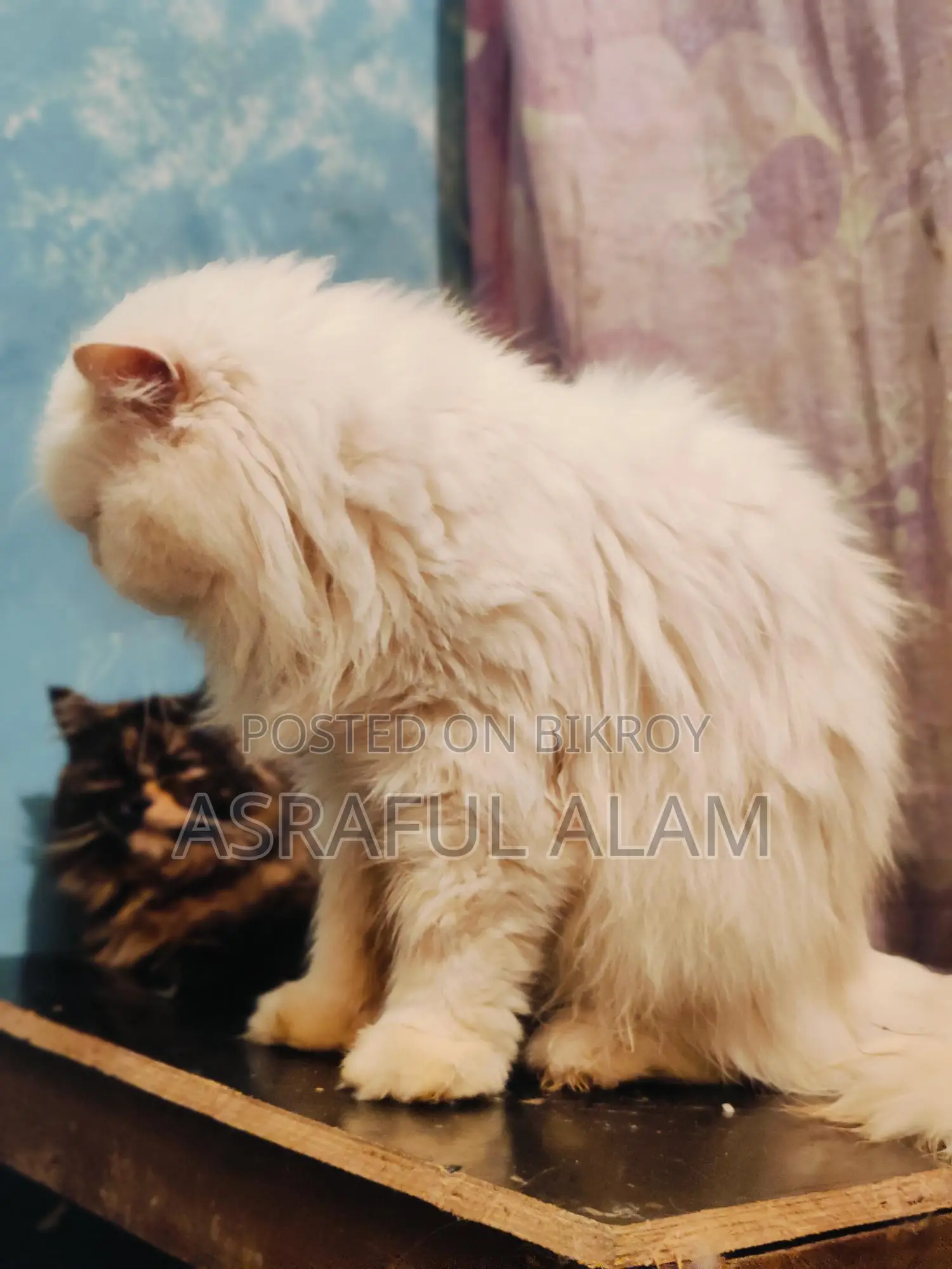 Persian Cat পার্সিয়ান বিড়াল