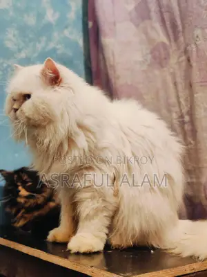 Persian Cat পার্সিয়ান বিড়াল