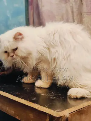 Persian Cat পার্সিয়ান বিড়াল