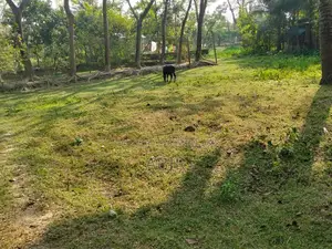 কম দামে নতুন সদরে জমি২৯নং ওয়ার্ড,বাগিয়া হাটের পিছনে বরিশাল