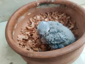 Greencheck Conure Baby