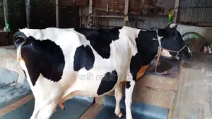 ১১০৮ নং গাভী কিনুন ভালো জাতের ।