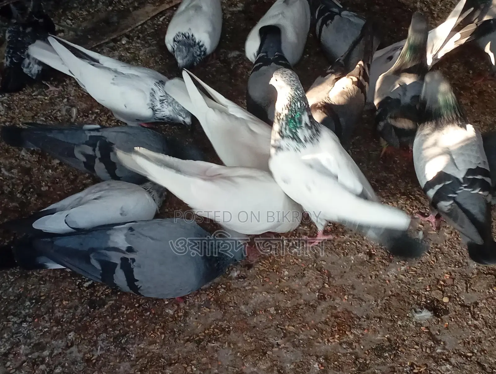 Running Pigeons for Sale