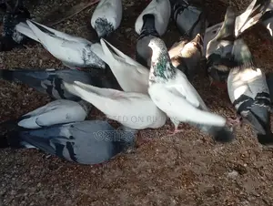 Running Pigeons for Sale