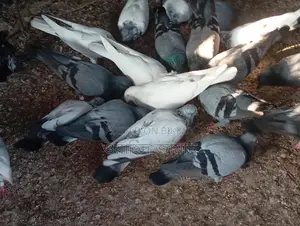 Running Pigeons for Sale
