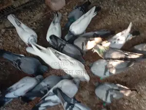 Running Pigeons for Sale