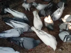 Running Pigeons for Sale