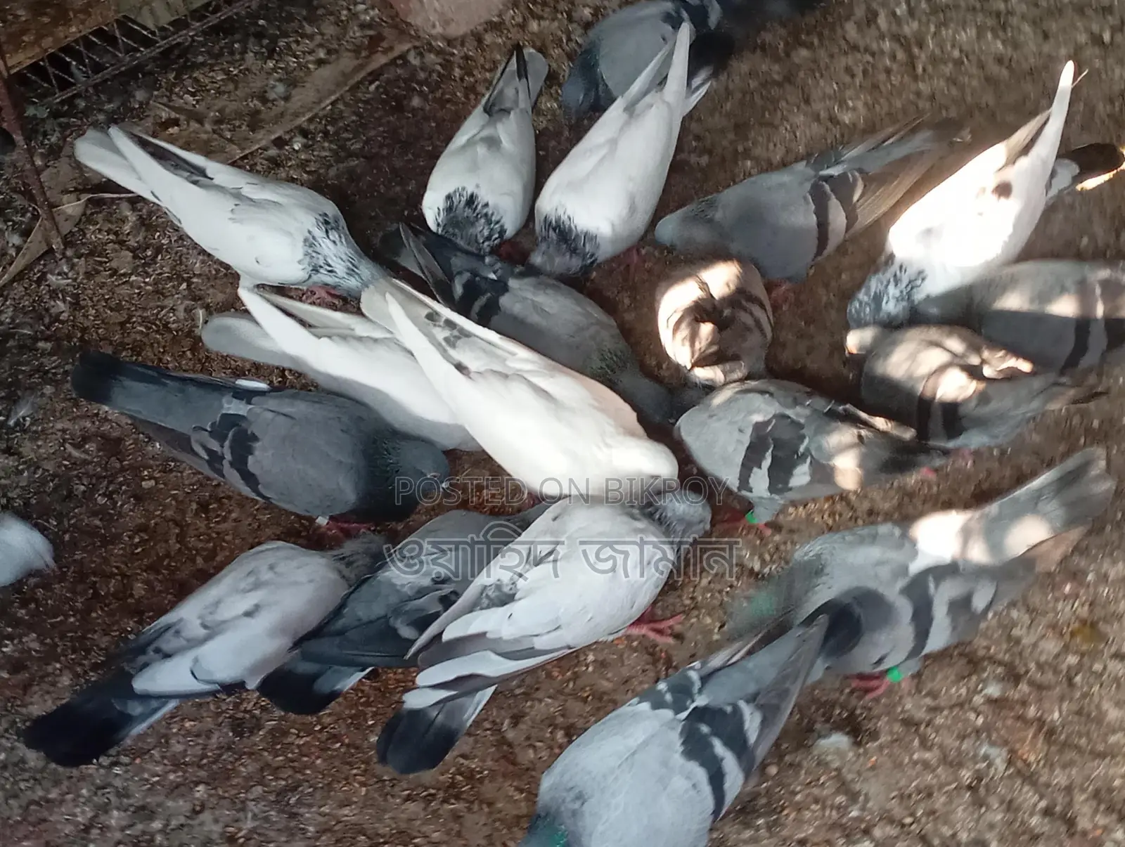 Running Pigeons for Sale