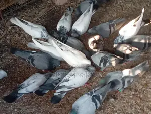Running Pigeons for Sale