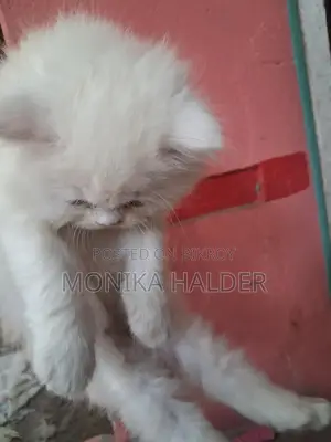 Cat for Sale