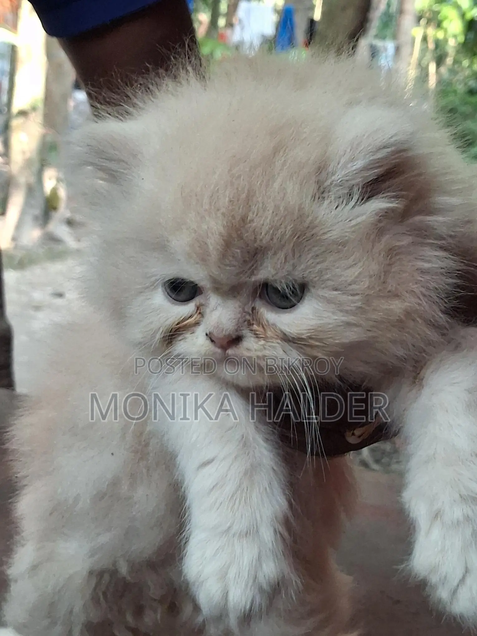 Cat for Sale