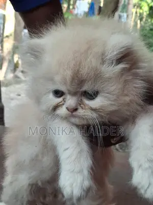 Cat for Sale