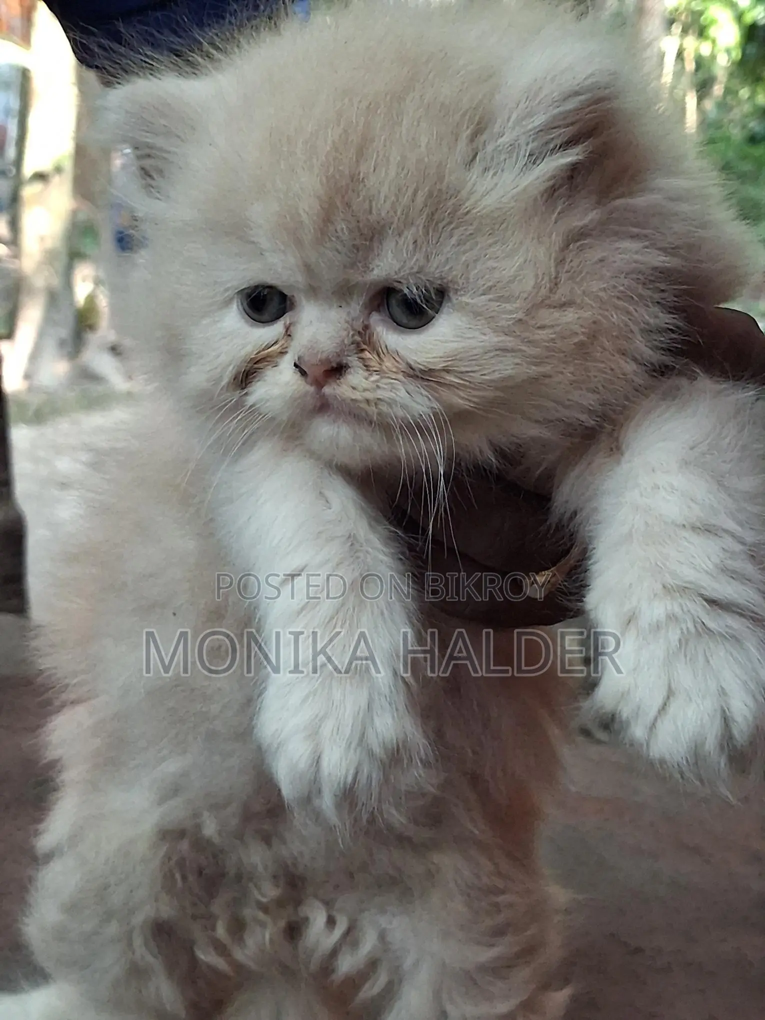 Cat for Sale