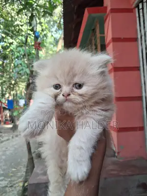 Cat for Sale
