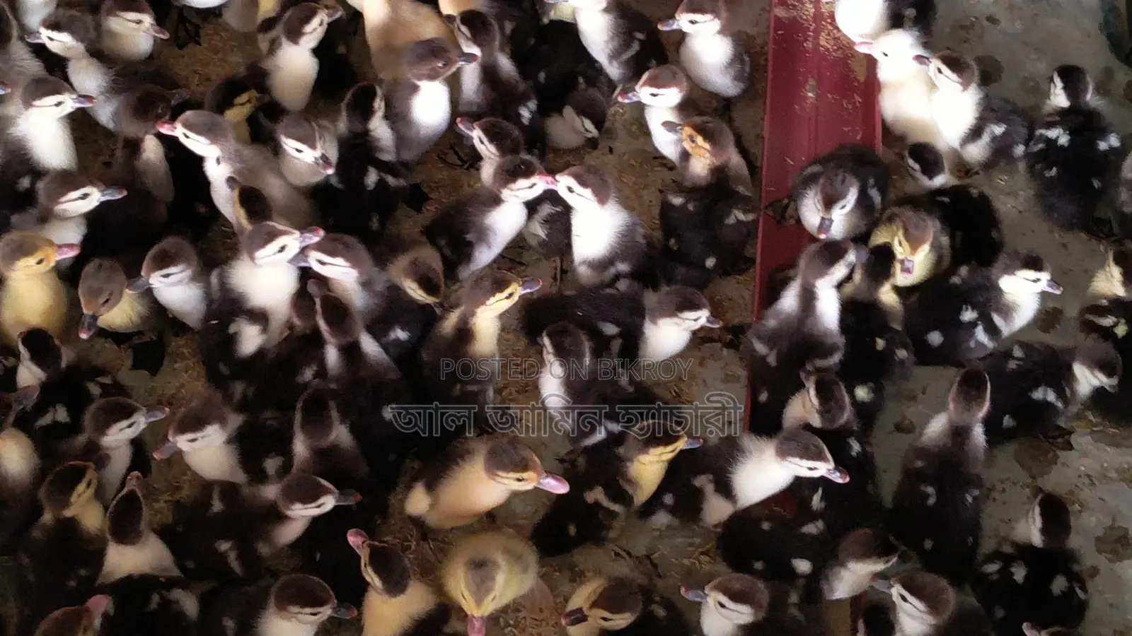 🐣এক দিন বয়সের চিনা হাঁসের বাচ্চা বিক্রি করা হবে🐣