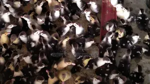 🐣One-day-old Chinese ducklings for sale🐣