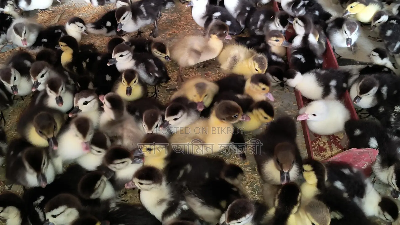 🐣এক দিন বয়সের চিনা হাঁসের বাচ্চা বিক্রি করা হবে🐣