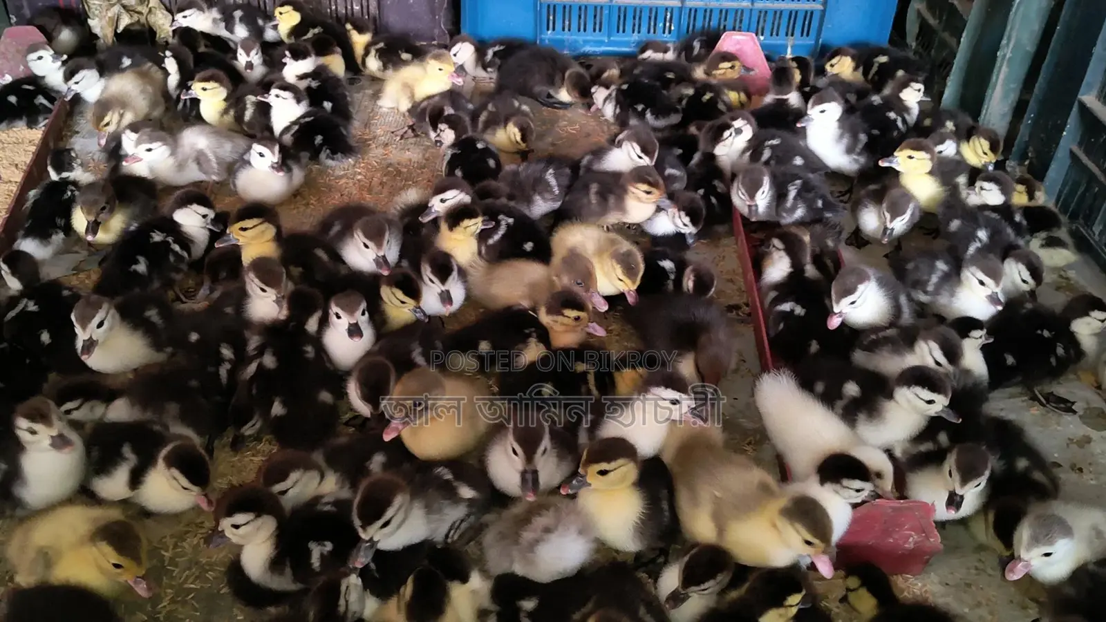 🐣এক দিন বয়সের চিনা হাঁসের বাচ্চা বিক্রি করা হবে🐣