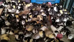 🐣এক দিন বয়সের চিনা হাঁসের বাচ্চা বিক্রি করা হবে🐣