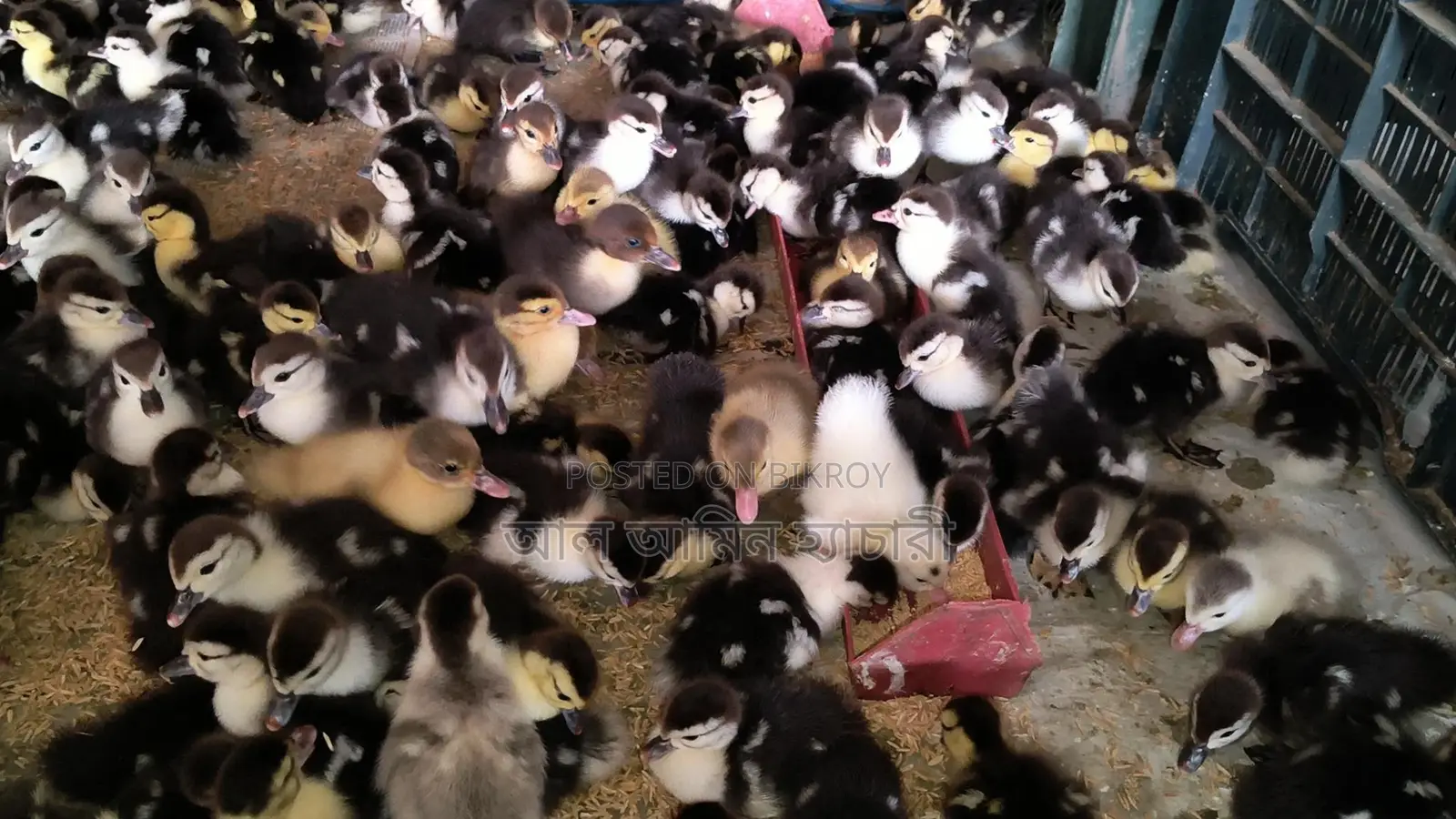🐣এক দিন বয়সের চিনা হাঁসের বাচ্চা বিক্রি করা হবে🐣