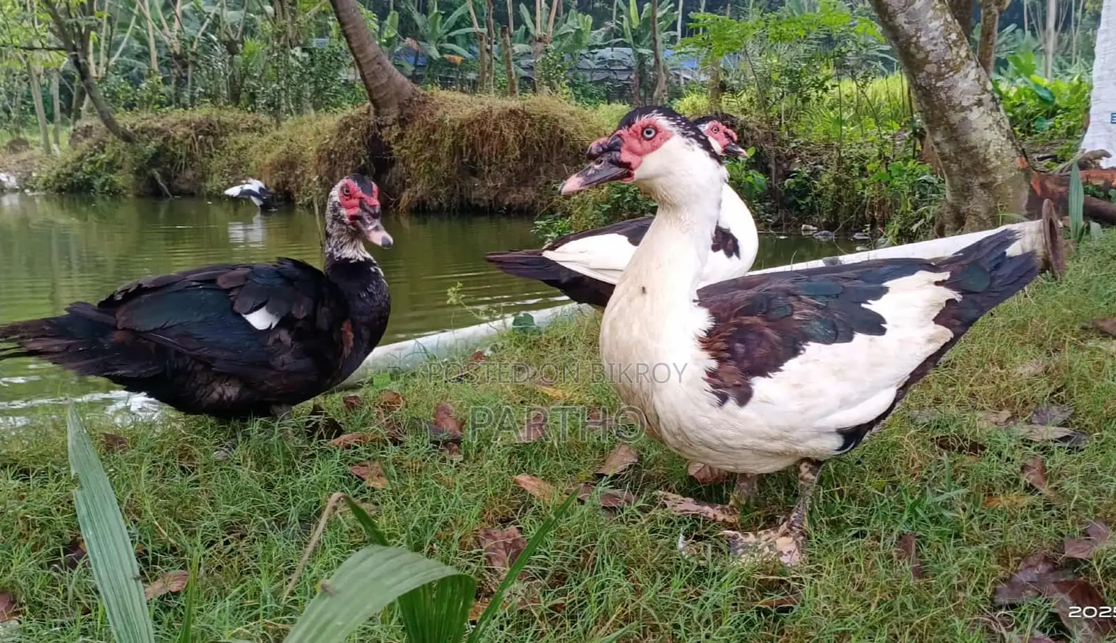 Chinese Duck