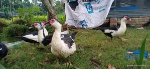 Chinese Duck
