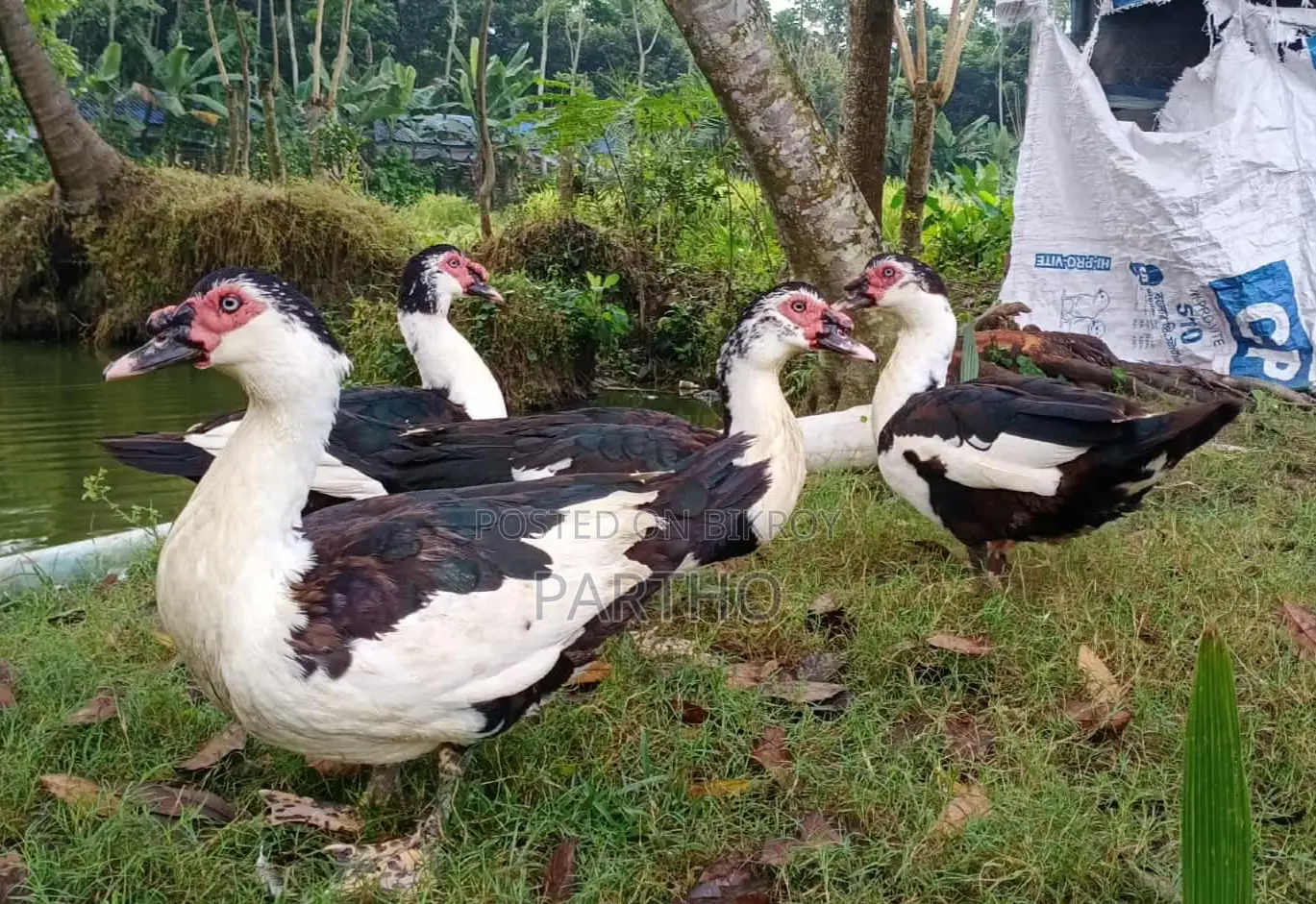 Chinese Duck