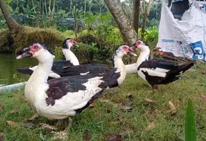 Chinese Duck