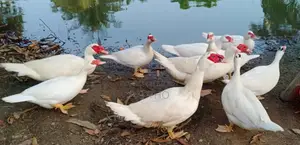 Chinese Duck