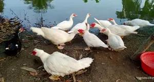 Chinese Duck