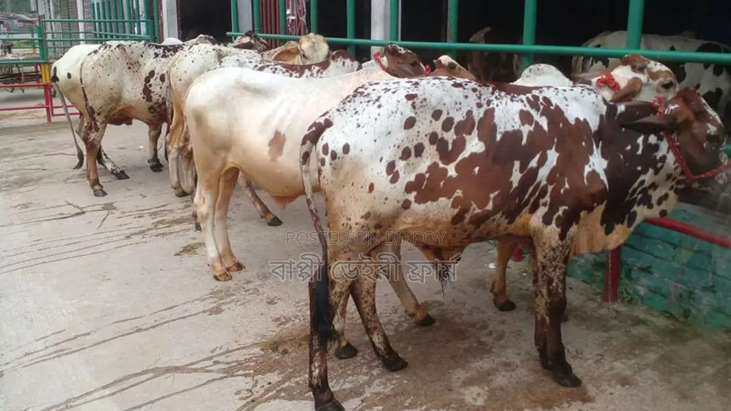 Buy 7 high-quality bull calves for rearing.