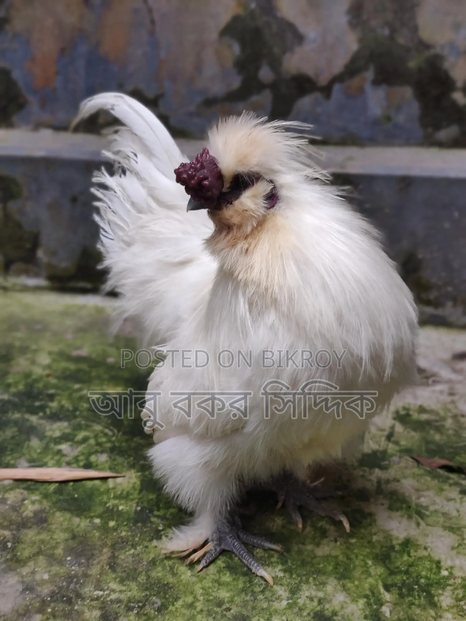 Silkie Rooster for Sale