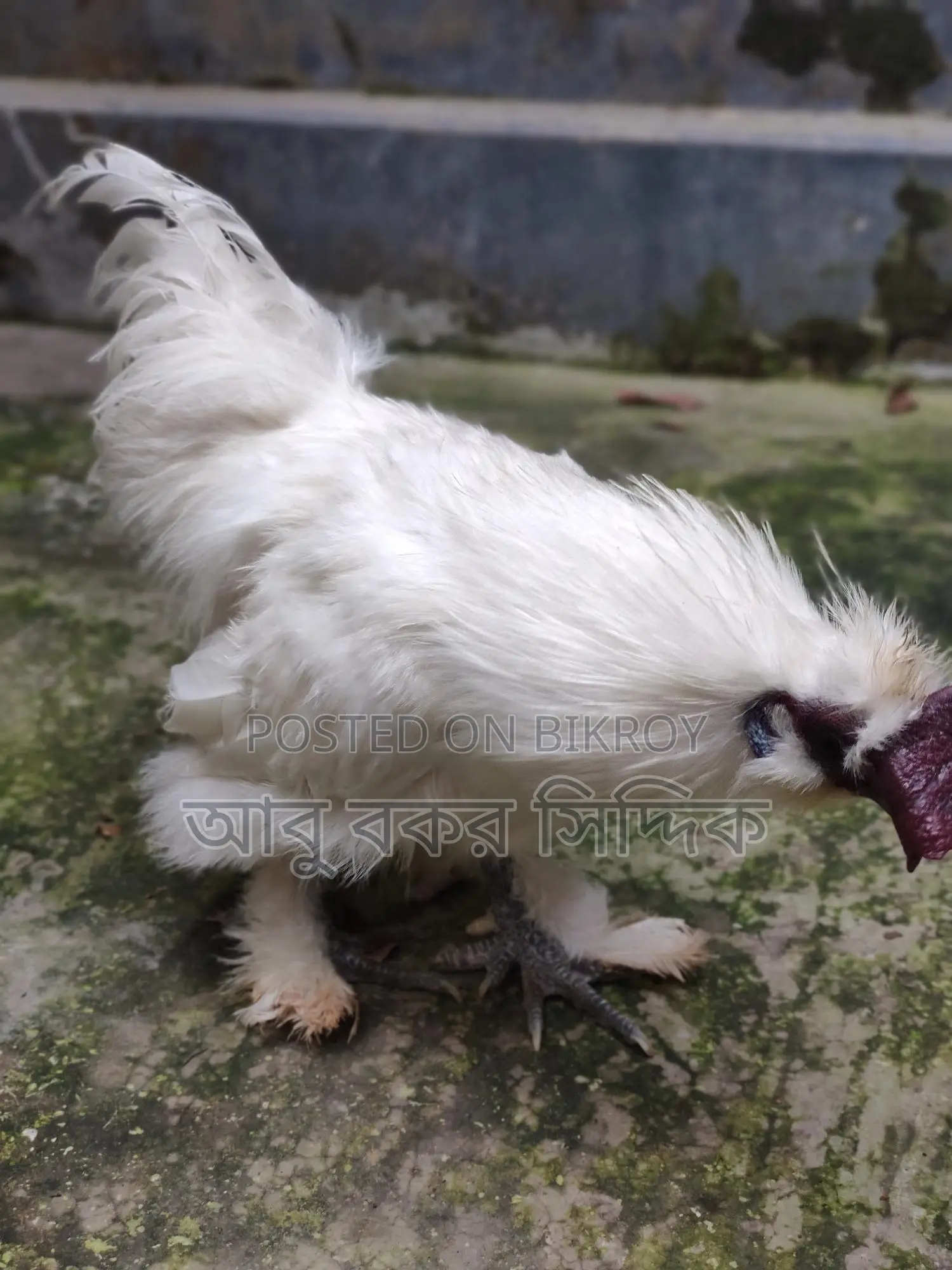 Silkie Rooster for Sale
