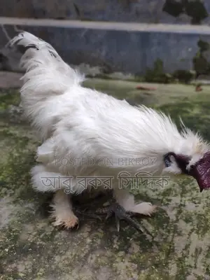 Silkie Rooster for Sale