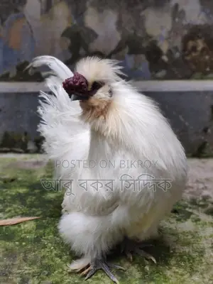 Silkie Rooster for Sale
