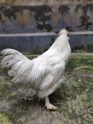 Silkie Rooster for Sale