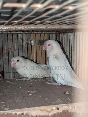Albino Fisher Red Eye Love Bird