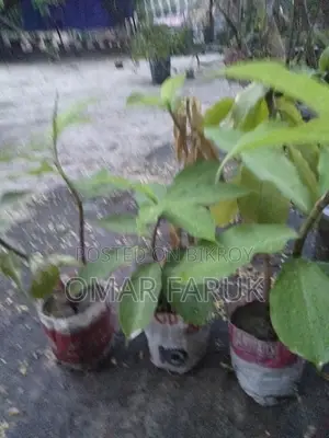Eating Insulin Plant leaves reduces diabetes