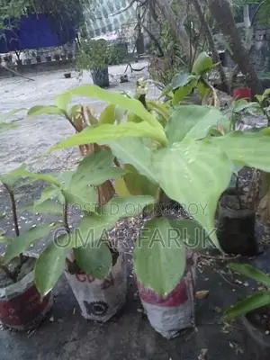 ইন্সুলেন্ট প্লান্ট পাতা খেলে ডায়াবেটিস কমে
