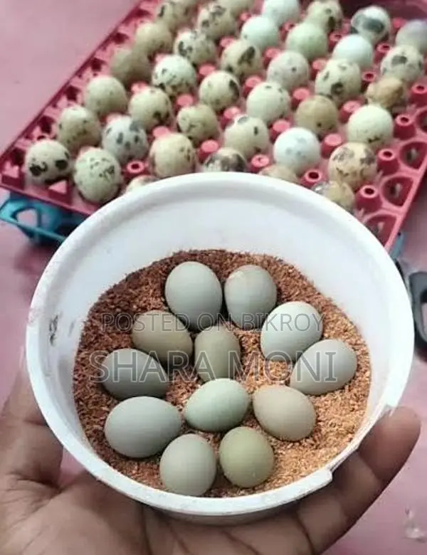 European White Giant Quail Hatching Eggs