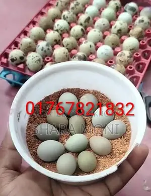 European White Giant Quail Hatching Eggs